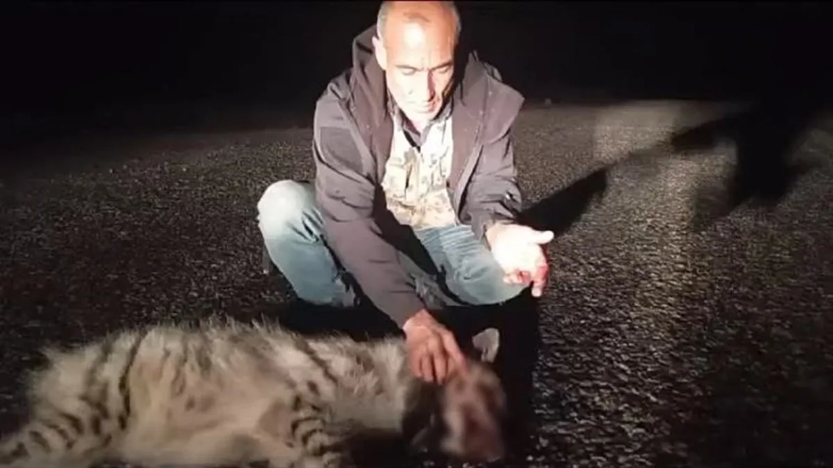 Nesli tükenme tehlikesi altında olan sırtlana araba çarptı!