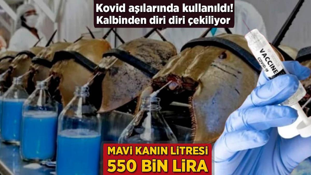 Mavi kanın litresi 550 bin lira! Kovid aşılarında kullanıldı, kalbinden diri diri çekiliyor