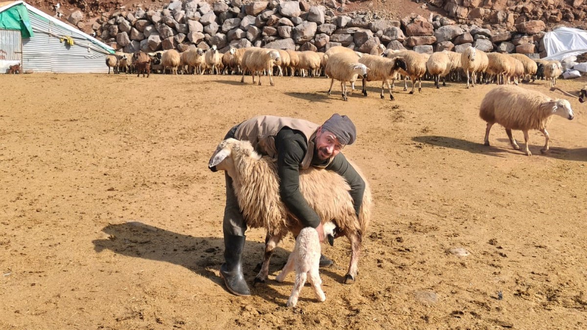 Tunceli’de şap tedirginliği yaşayan üreticiler 24 saat kuzu nöbeti tutuyor
