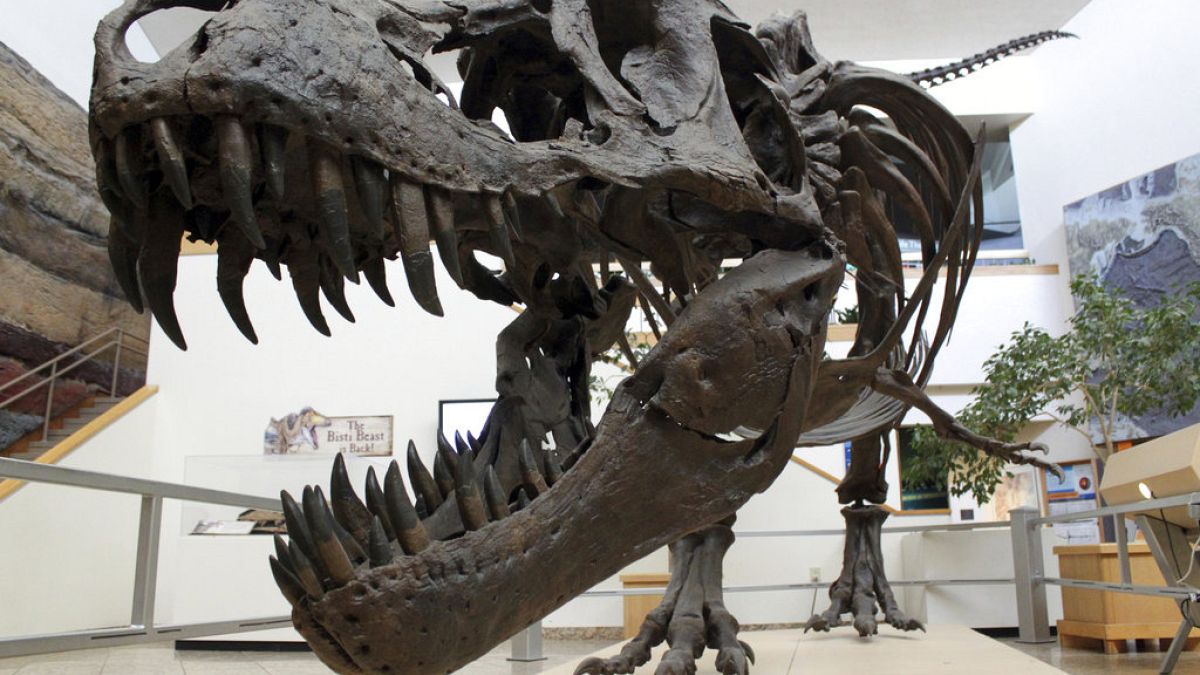 Dinozorları yok eden 15 yıllık kışa asteroit tozu neden oldu | Araştırma